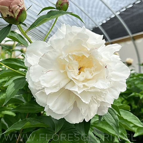 RAIZ DE PEONIA SHIRLEY TEMPLE