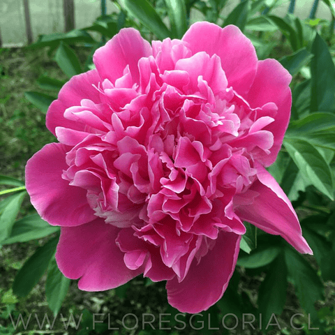 RAIZ DE PEONIA AMABILIS