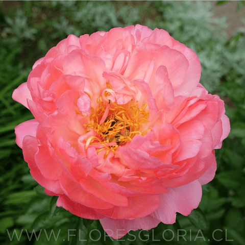 RAIZ DE PEONIA CORAL SUNSET