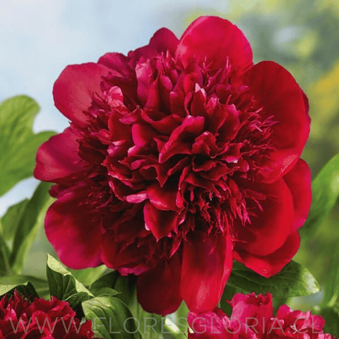 RAIZ DE PEONIA RED CHARM