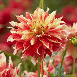 TUBEROS DE DAHLIA BODACIOUS