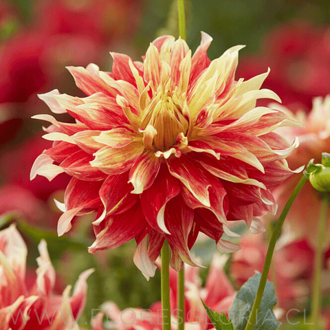 TUBEROS DE DAHLIA BODACIOUS