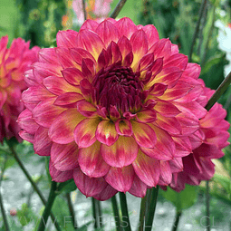 TUBEROS DE DAHLIA ARMATERAS