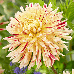 TUBEROS DE DAHLIA CAMBRIDGE