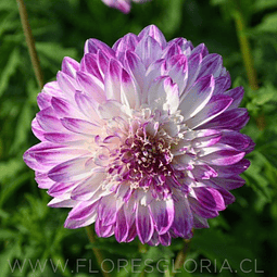 TUBEROS DE DAHLIA QUE SERA