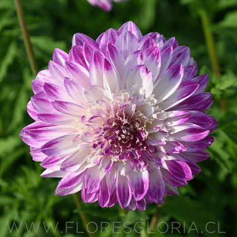 TUBEROS DE DAHLIA QUE SERA