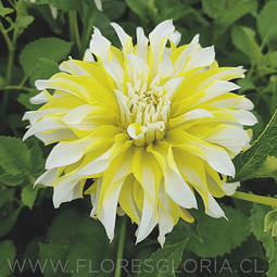 TUBEROS DE DAHLIA CALGARY FLAMES