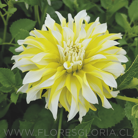 TUBEROS DE DAHLIA CALGARY FLAMES