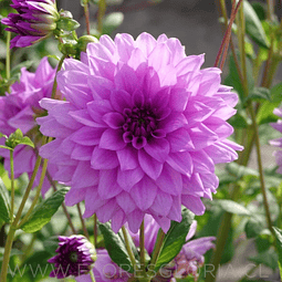 TUBEROS DE DAHLIA BLUE BOY