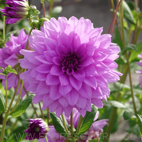 TUBEROS DE DAHLIA BLUE BOY