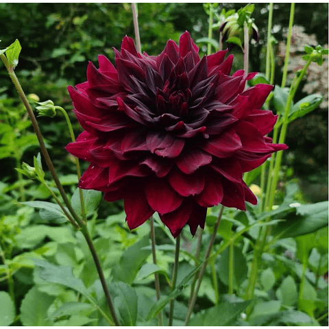TUBEROS DE DAHLIA RIP CITY