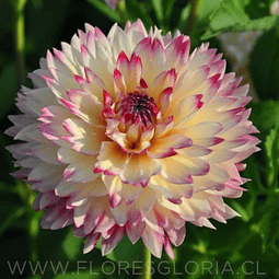 TUBEROS DE DAHLIA AKIRO APHRODITE