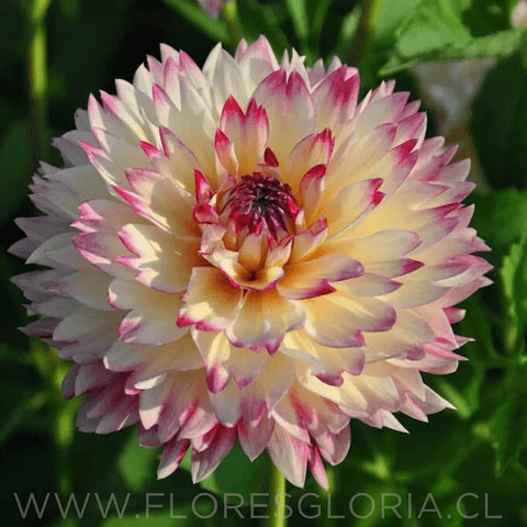 TUBEROS DE DAHLIA AKIRO APHRODITE