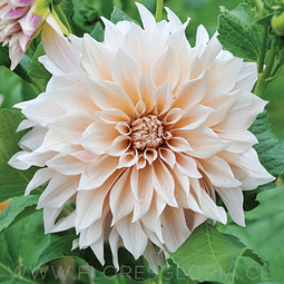 TUBEROS DE DAHLIA CAFE AUT LAIT