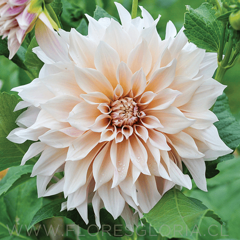 TUBEROS DE DAHLIA CAFE AUT LAIT