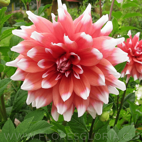 TUBEROS DE DAHLIA DUET