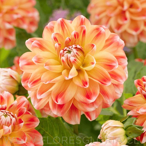 TUBEROS DE DAHLIA HAPET HARMONY