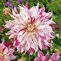 TUBEROS DE DAHLIA BRISTOL STRIPLE