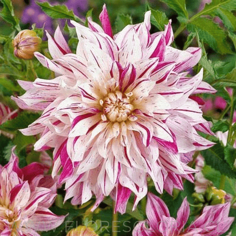 TUBEROS DE DAHLIA BRISTOL STRIPLE