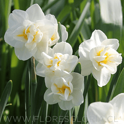PACK BULBOS DE NARCISOS SNOW PARADISE   