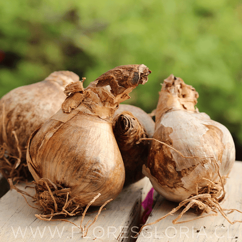 PACK BULBOS DE NARCISOS SNOW PARADISE   