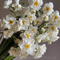 PACK BULBOS DE NARCISOS BRIDAL CROWN