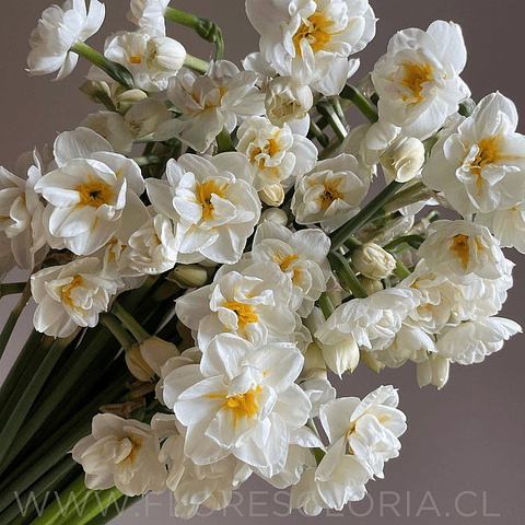 PACK BULBOS DE NARCISOS BRIDAL CROWN
