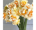 PACK BULBOS DE NARCISOS ROMANTIC PARADISE