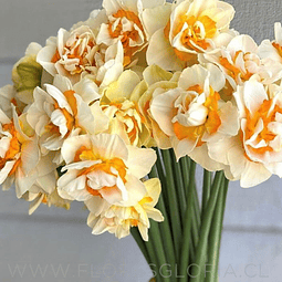 PACK BULBOS DE NARCISOS ROMANTIC PARADISE