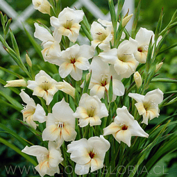 PACK DE GLADIOLOS ENANOS HALLEY