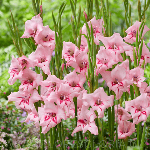 PACK DE GLADIOLOS ENANOS SUMMER LOVE