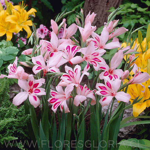 PACK DE GLADIOLOS ENANOS IMPRESSIVE