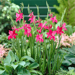 PACK DE GLADIOLOS ENANOS ROBINETTA