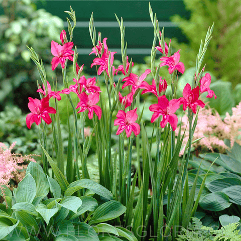 PACK DE GLADIOLOS ENANOS ROBINETTA