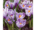 BULBOS DE CROCUS PICKWICK RECORD