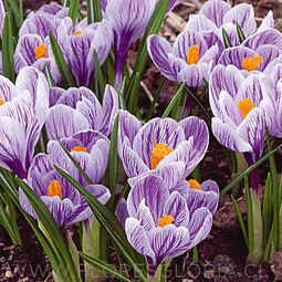 BULBOS DE CROCUS PICKWICK RECORD