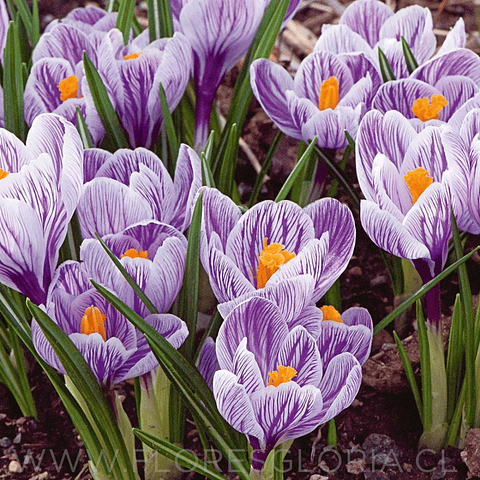 BULBOS DE CROCUS PICKWICK RECORD