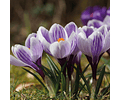 BULBOS DE CROCUS PICKWICK RECORD