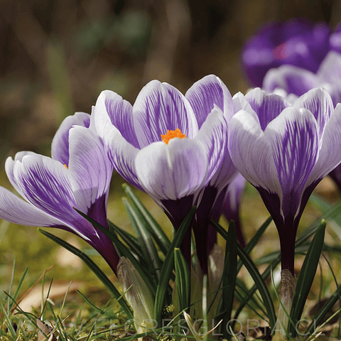 BULBOS DE CROCUS PICKWICK RECORD