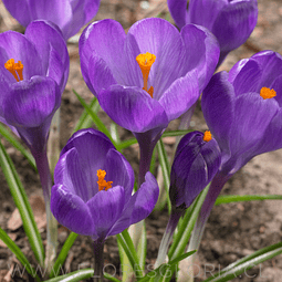 BULBOS DE CROCUS FLOWER RECORD