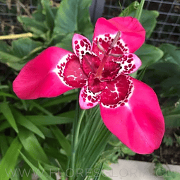 PACK BULBOS DE TIGRIDIA LILACEA