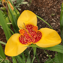 PACK BULBOS DE TIGRIDIA AUREA