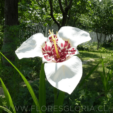 PACK BULBOS DE TIGRIDIA ALBA