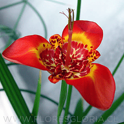 PACK BULBOS DE TIGRIDIA SPECIOSA