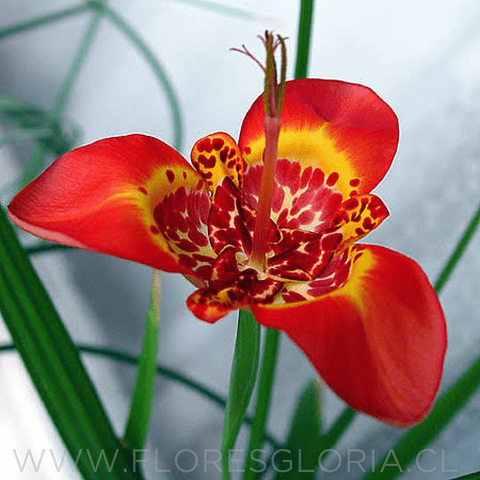 PACK BULBOS DE TIGRIDIA SPECIOSA