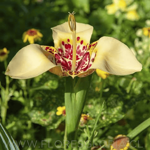 PACK BULBOS DE TIGRIDIA CANARIENSIS