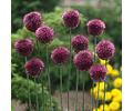 ALLIUM SPHAEROCEPHALON