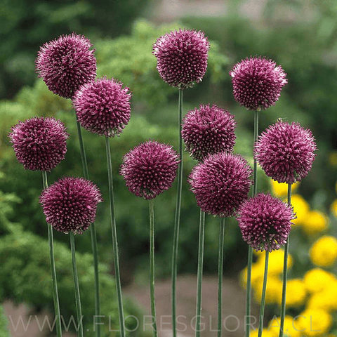 ALLIUM SPHAEROCEPHALON