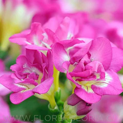 PACK FRESIAS ROSADAS 