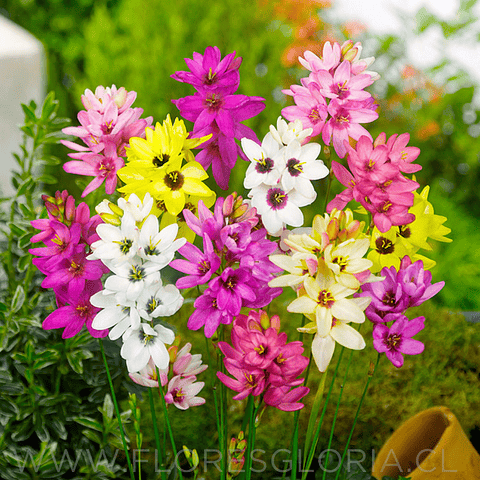 PACK BULBOS DE IXIAS MIX